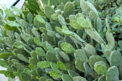 Close-up of fresh green plants