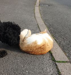 High angle view of dog lying down on road