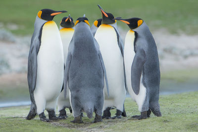 Penguins standing on grassy field