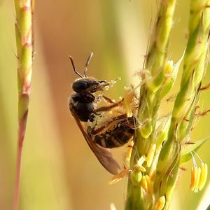 Close-up of bee pollinating on flower