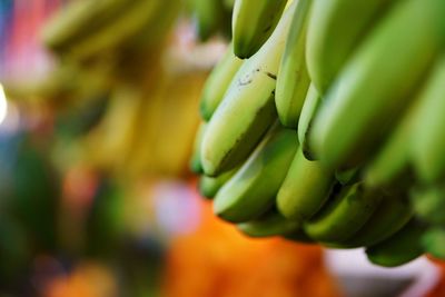 Close-up of bananas growing on plant