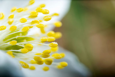 Close-up of yellow flowering plant