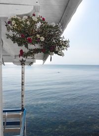 Close-up of flowers with sea in background