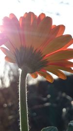 Close-up of flower against sky