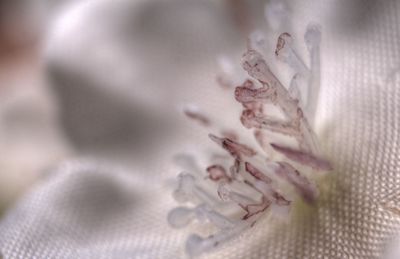 Macro shot of purple flower on floor