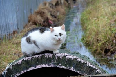 White with spotted cat street on the street