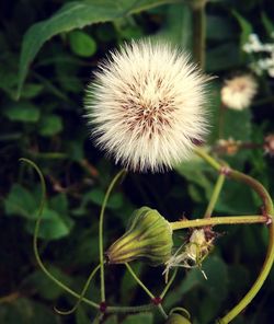 Close-up of flower against blurred background