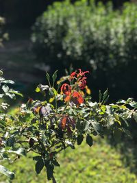 Close-up of plants against blurred background