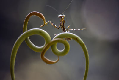 Brown mantish on tendril