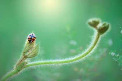 Close-up of ladybug on plant