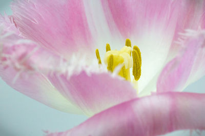 Close-up of fresh pink flower blooming outdoors