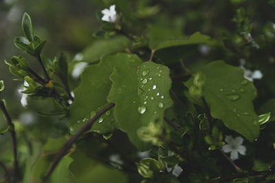 Close-up of wet plant leaves during rainy season