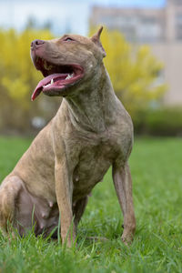 View of a dog on field