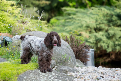 Dog standing on rock