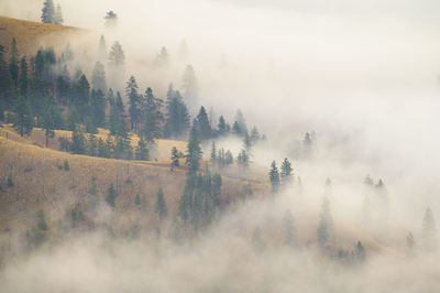 Foggy mountain trees with clouds rolling through