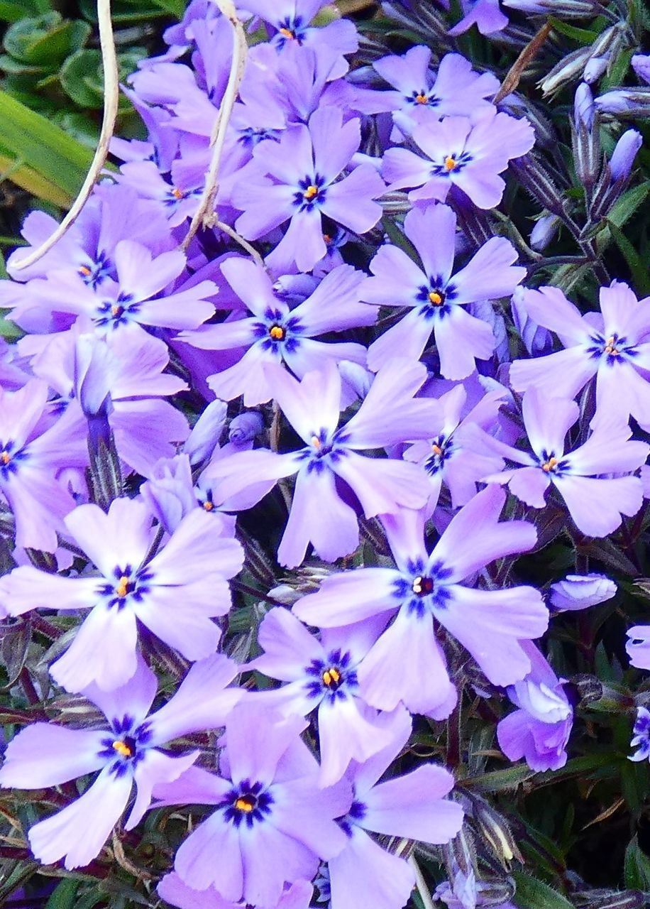 HIGH ANGLE VIEW OF PURPLE FLOWERING PLANT