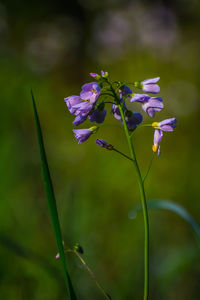 Close-up of purple flowers