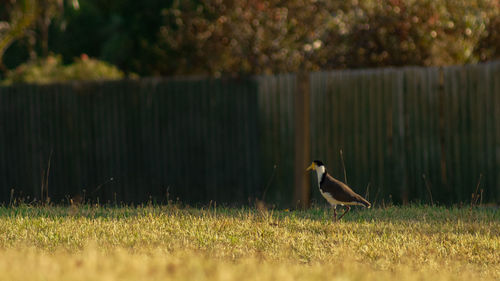 View of bird on field