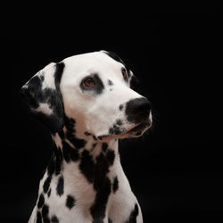 Close-up of dog against black background