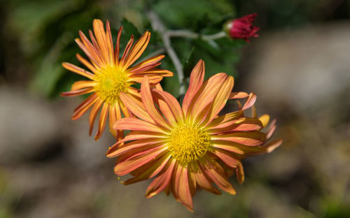 Close-up of orange flower