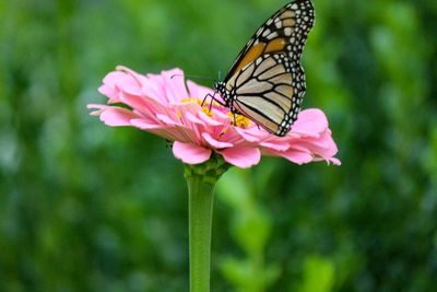 Close-up of butterfly pollinating on pink flower