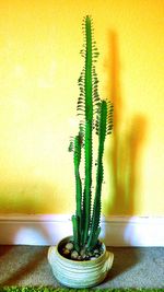 Close-up of potted plant