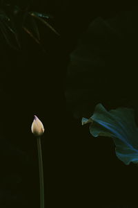 Close-up of flowering plant against black background