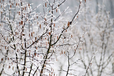 Close-up of white flowers on branch