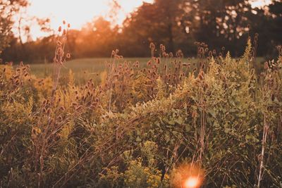 Close-up of plants against sunset sky