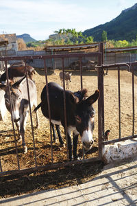 Horse standing in pen