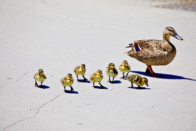 Duck family walking in the streets 