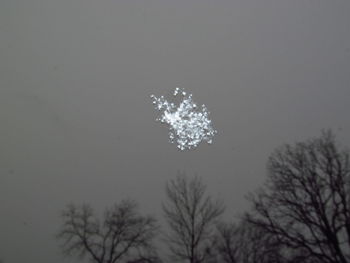 Low angle view of tree against sky