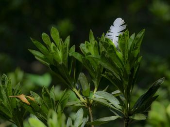 Close-up of white flowers