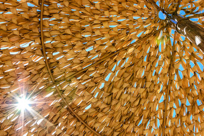 Sunlight streaming through thatched roof of beach umbrella