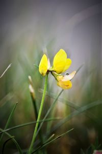 Close-up of yellow flowering plant on field