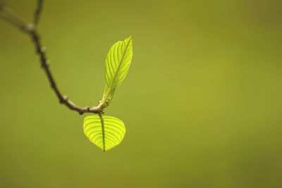 Close-up of green leaf on plant