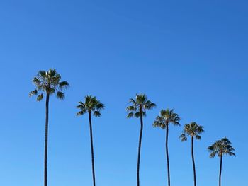 Low angle view of coconut palm trees against blue sky