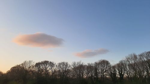 Low angle view of trees against sky during sunset