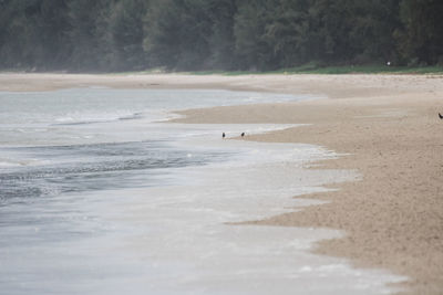 Scenic view of beach