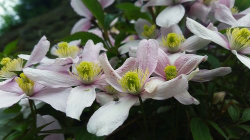 Close-up of flowers blooming outdoors