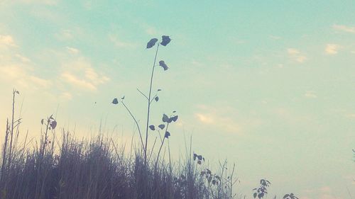 Plants growing against sky