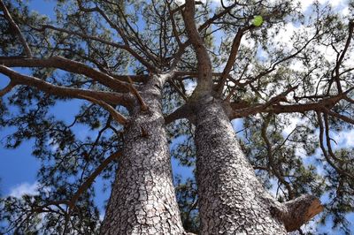 Low angle view of bare tree against sky