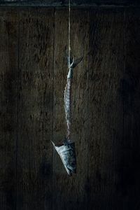Close-up of dead fish hanging on metal against wall