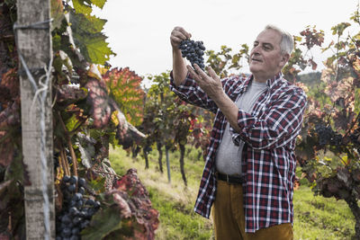 Senior farmer analyzing grapes in vineyard