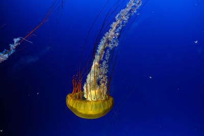 Jellyfish swimming in water