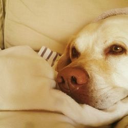 Close-up of dog relaxing