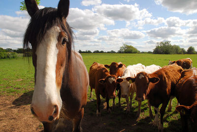 Portrait of horses standing on field against sky