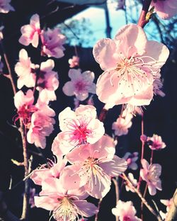 Close-up of pink flowers