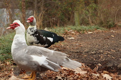 Close-up of rooster on field