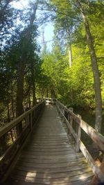 Footbridge amidst trees in forest